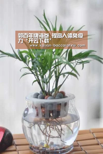 郭百年牌海参 提高人体免疫力‘开云下载’(图4) 开云官网